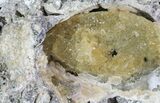 Partial Crystal Filled Fossil Whelk - Rucks Pit, FL #69074-1